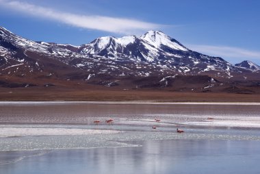 Laguna celeste, flamingolar, Bolivya