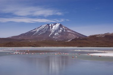Laguna celeste, flamingolar, Bolivya