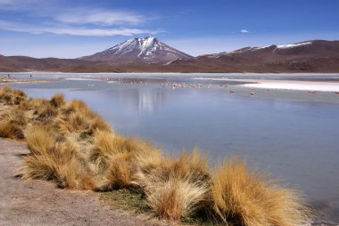Laguna celeste, Flamingos, Bolivia clipart
