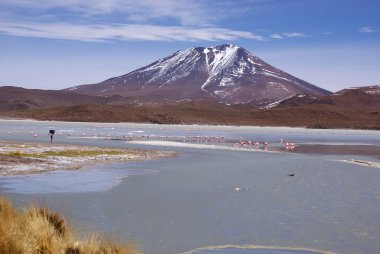 Laguna celeste, flamingolar, Bolivya