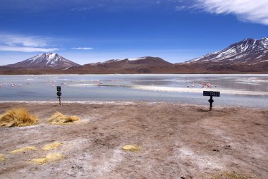 Laguna celeste, flamingolar, Bolivya