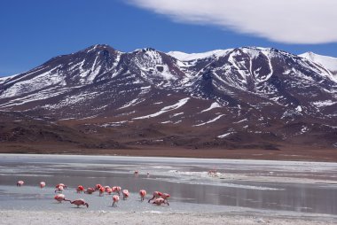 Laguna celeste, flamingolar, Bolivya