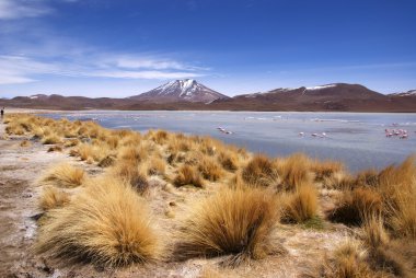 Laguna celeste, flamingolar, Bolivya