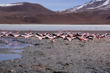 Laguna celeste, flamingolar, Bolivya