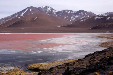 Laguna Colorado, Bolivia clipart