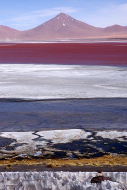 Laguna colorado, Bolivya