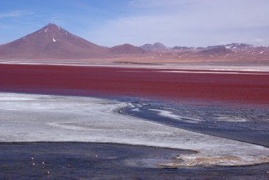 Laguna colorado, Bolivya