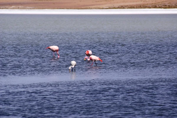 Laguna celeste, Flamingos, Bolívia — Fotografia de Stock