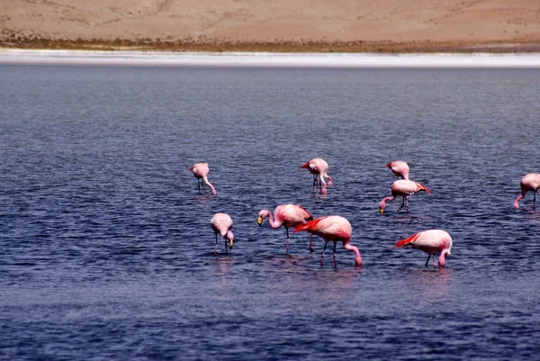 stock image Laguna celeste, Flamingos, Bolivia