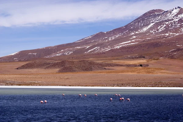 Laguna celeste, plameňáci, Bolívie — Stock fotografie