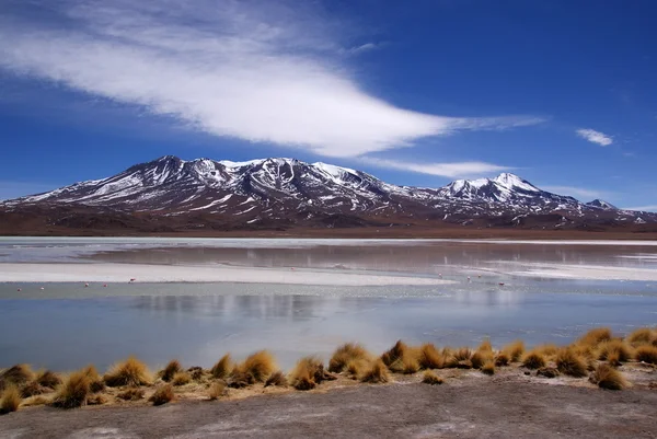 Laguna celeste, fenicotteri, bolivia — Foto Stock