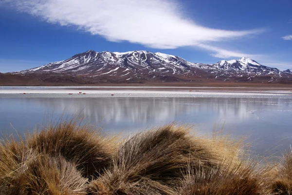 Laguna celeste, Flamingo's, bolivia — Stockfoto