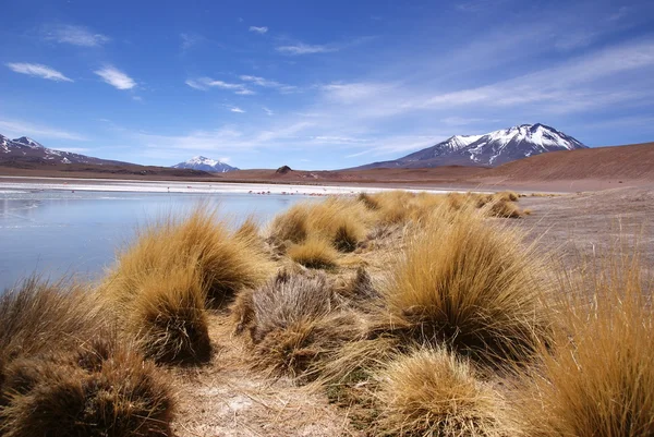Laguna celeste, flamingók, Bolívia — Stock Fotó