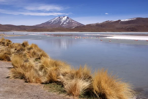 Laguna celeste, flamingi, Boliwia — Zdjęcie stockowe