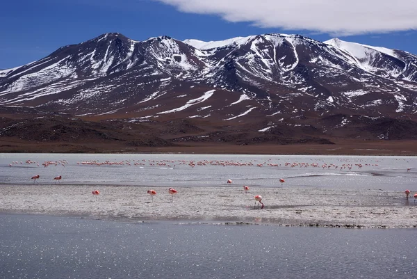 stock image Laguna celeste, Flamingos, Bolivia