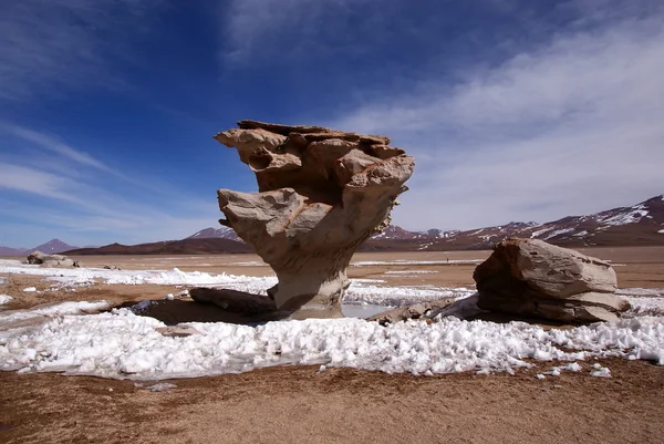 stock image Arbol de piedra