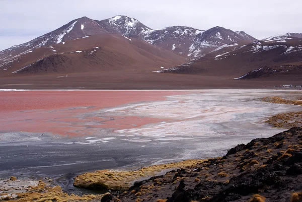 Laguna colorado, Boliwia — Zdjęcie stockowe