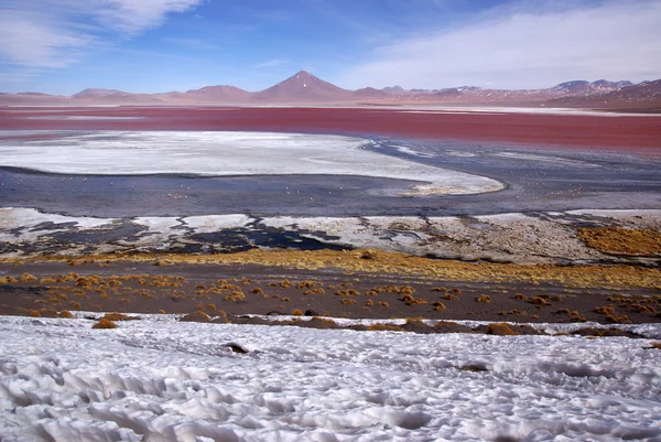 Laguna colorado, Bolivya — Stok fotoğraf