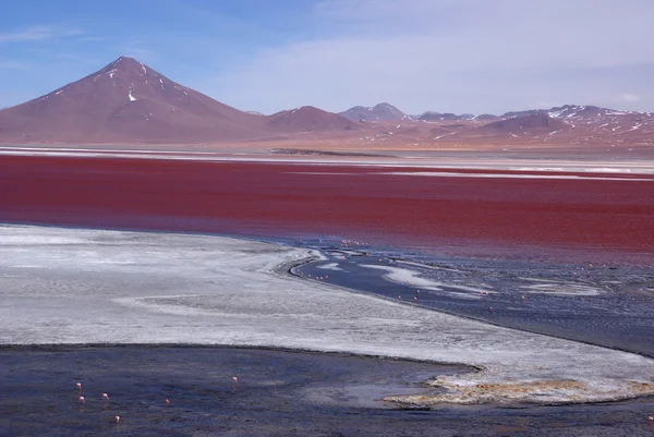 Laguna Colorado, Bolivia — Stock Photo, Image