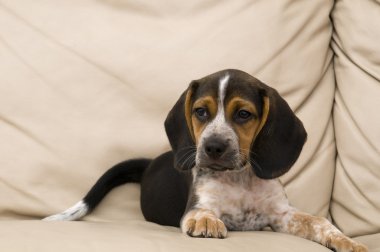 Beagle Puppy Laying Down clipart