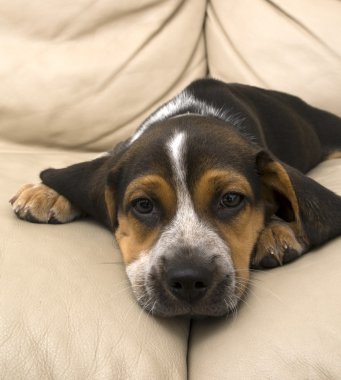 Beagle Laying Down clipart