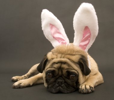 Bunny Pug Laying Down clipart