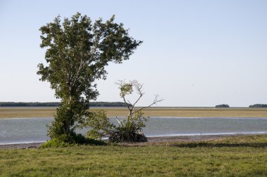 Everglades'te manzara