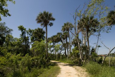 Nature Trail in Florida clipart