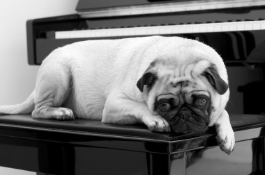 Pug with the Blues. clipart