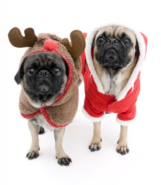 Cute Pugs Dressed up for Christmas clipart