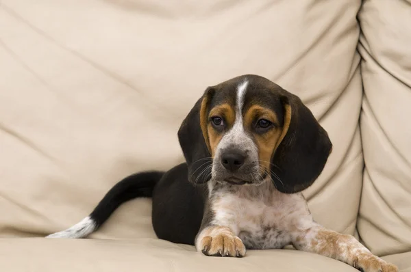 Filhote de cachorro beagle deitado — Fotografia de Stock