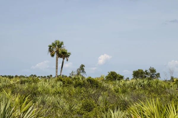 Флоридский ландшафт — стоковое фото
