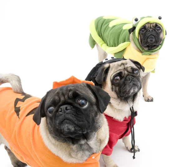 Pugs in Halloween Costumes — Stock Photo, Image