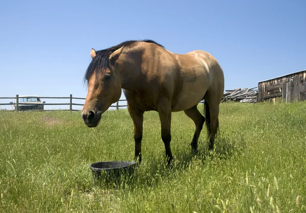 Horse on Wyoming Ranch — Stock Photo, Image