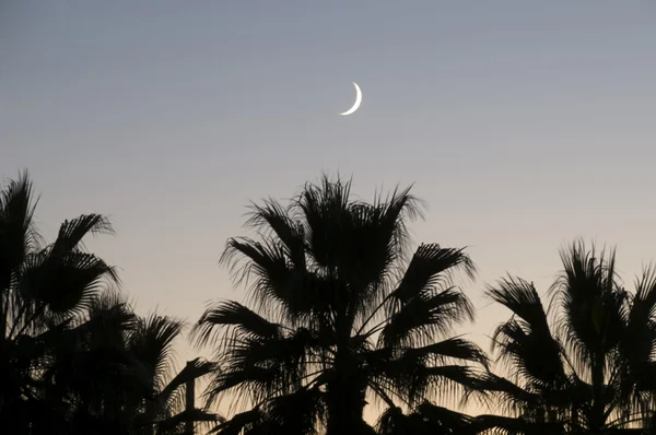 Luna sobre palmeras —  Fotos de Stock