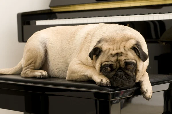 stock image Pug Feeling the Blues