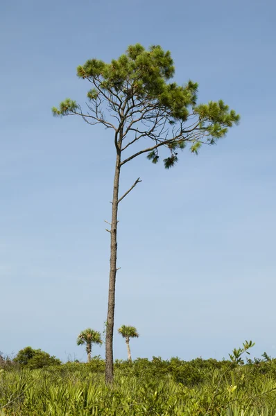 Сосновое дерево во Флориде — стоковое фото