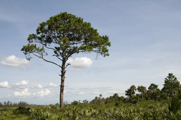 Pijnboom in florida landschap — Stockfoto