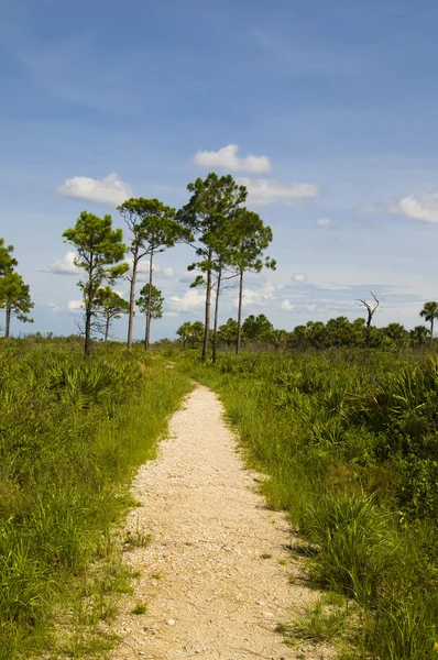 Nature Trail na Flórida — Fotografia de Stock