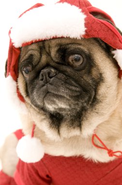 Pug Dressed Up in Christmas Costume clipart