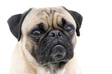 pug potrait