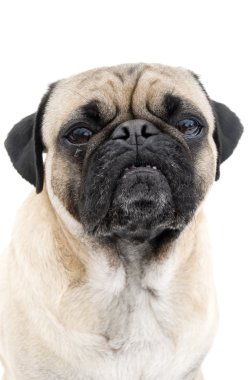 pug potrait