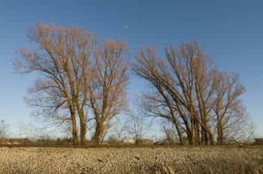 Trees in Ohio clipart