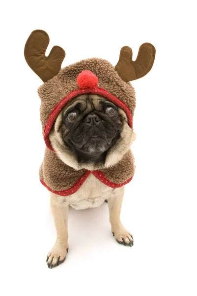 Pug vestida como un reno — Foto de Stock