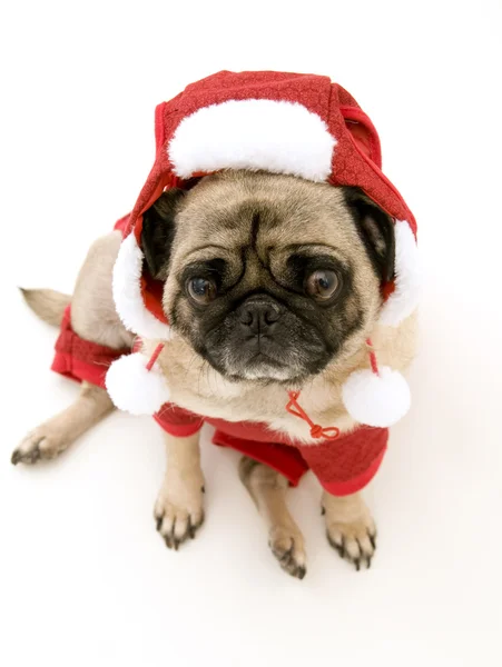 Мопс в рождественском костюме — стоковое фото