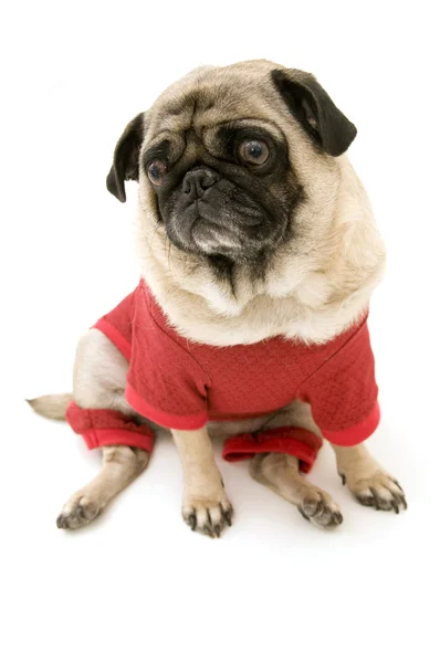 Pug Dressed Up in Christmas Costume — Stock Photo, Image