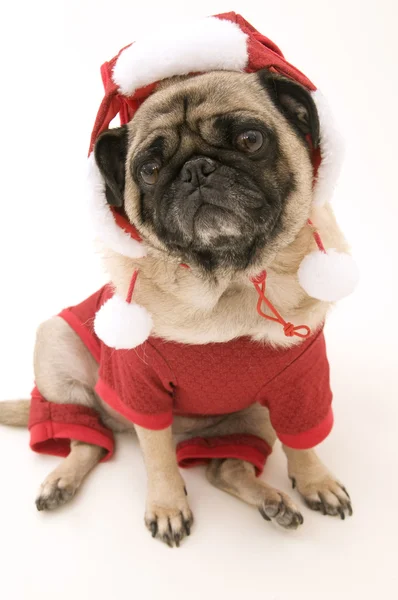 Pug gekleed in Kerstmis kostuum — Stockfoto