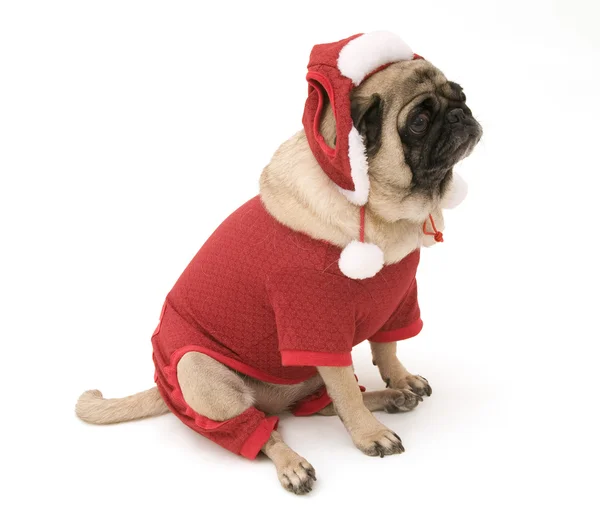 Mops klädd i jul kostym — Stockfoto