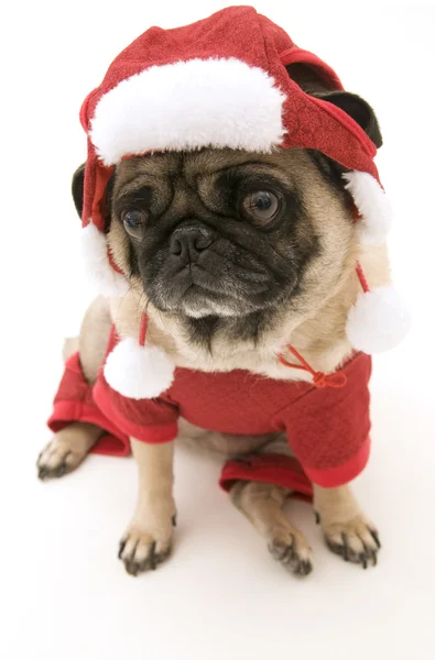 Mops oblečená v vánoční kostým — Stock fotografie