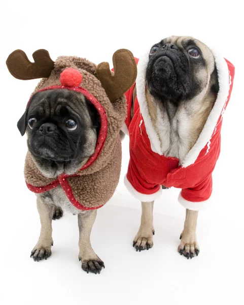 Noel için giyinmiş pugs — Stok fotoğraf